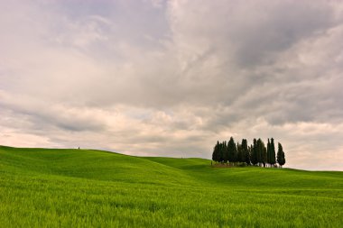 Tuscan manzara. Val d'orcia, Toskana, İtalya.