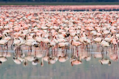 Flamingolar