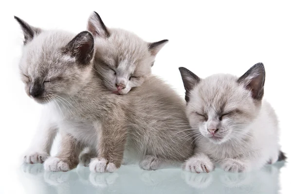 Cuccioli gattini dormire — Foto Stock