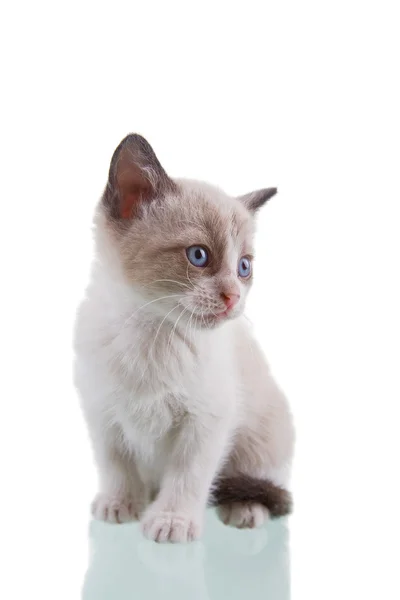 Baby Kitten — Stock Photo, Image