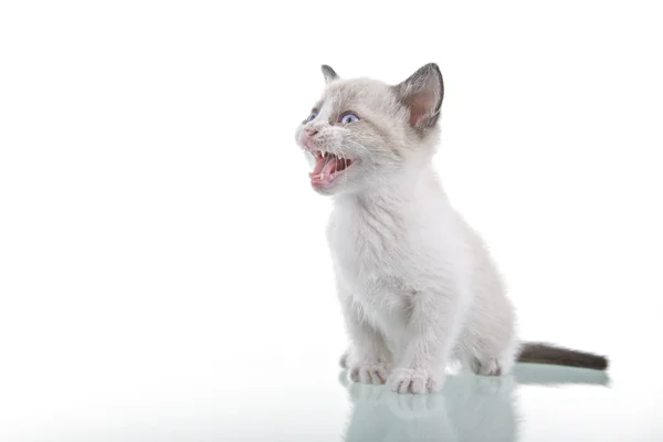 Bebek kedi yavrusu — Stok fotoğraf