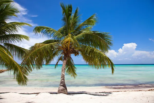 Playa tropical — Foto de Stock