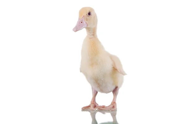 Sevimli ördek yavrusu — Stok fotoğraf