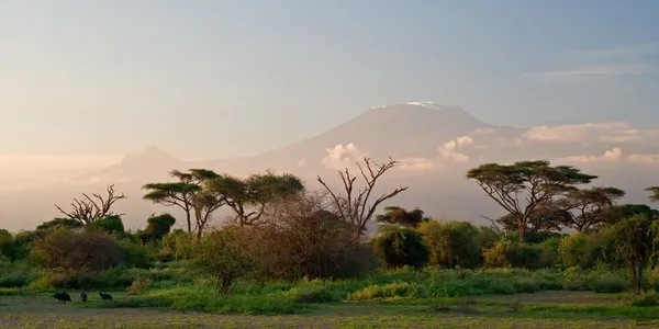 Kilimandscharo bei Sonnenaufgang — Stockfoto