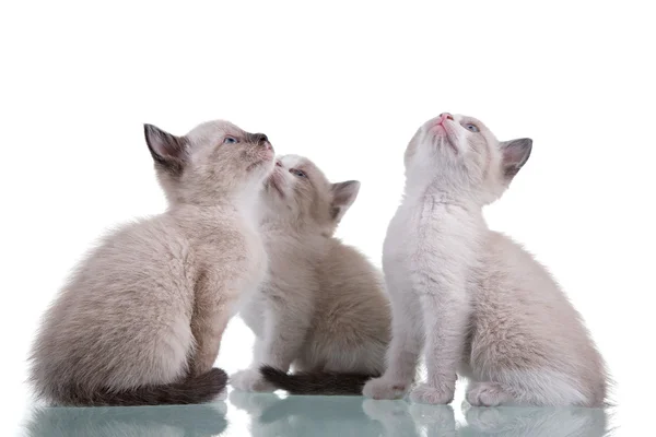 3 Kätzchen schauen auf — Stockfoto