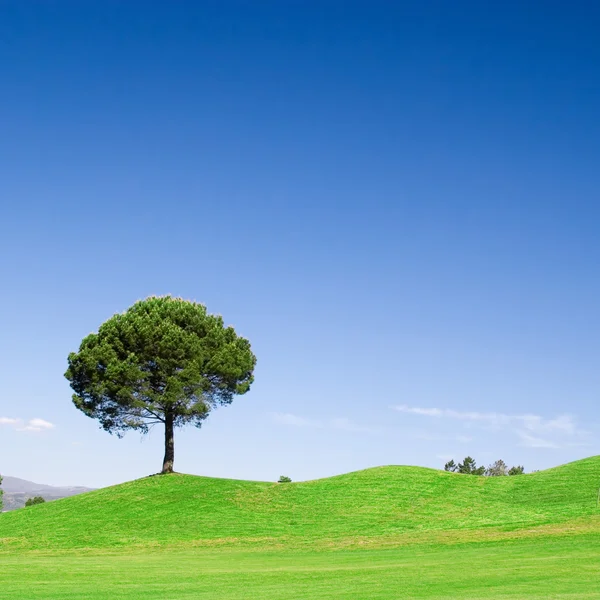 Tree — Stock Photo, Image