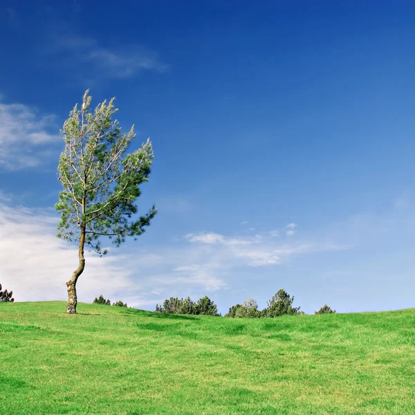 Pine Tree on green field — Stock Photo, Image