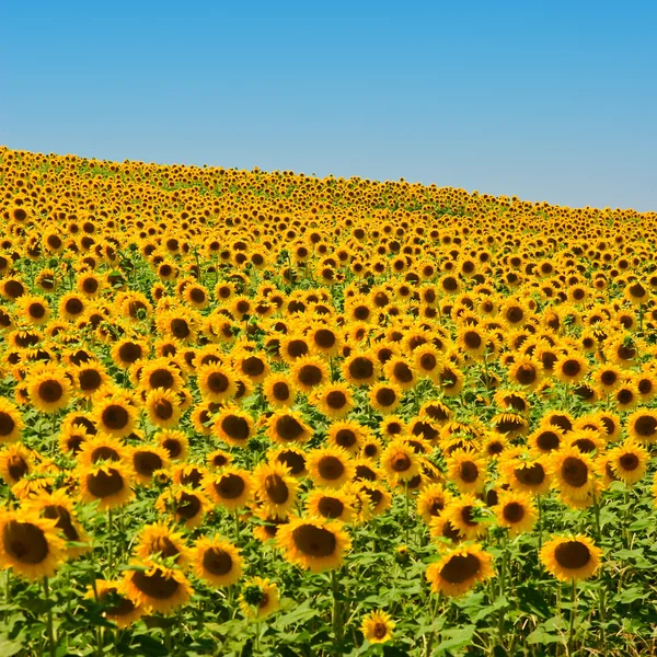 Campo de girassol — Fotografia de Stock