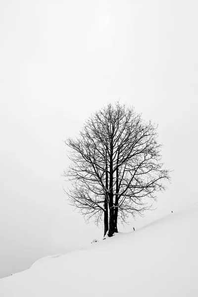 Tree in Snow — Stock Photo, Image