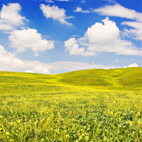 Paisaje florecido — Foto de Stock