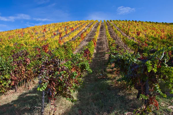 Winnice Douro — Zdjęcie stockowe