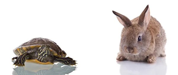 ウサギとカメ — ストック写真