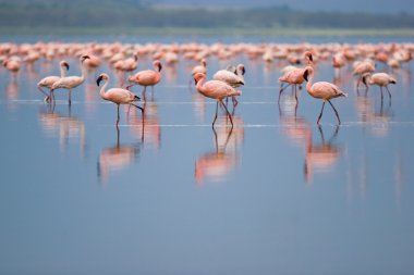 Flamingolar
