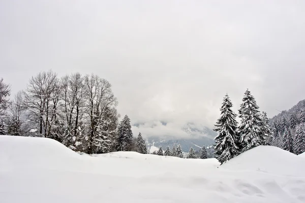 Cena de inverno — Fotografia de Stock