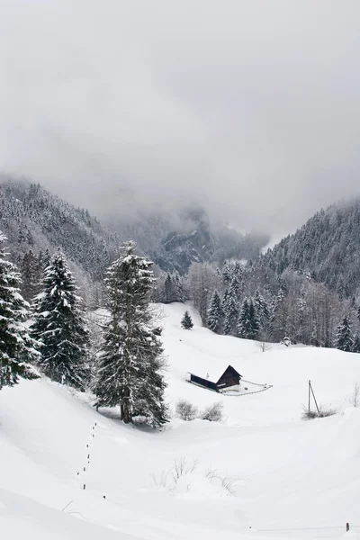 Zamlžené zimní scéna — Stock fotografie