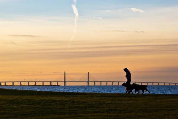Köpekler yürüyüş