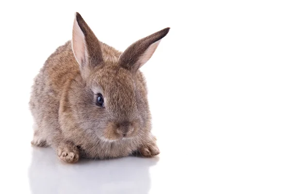 Conejito — Foto de Stock