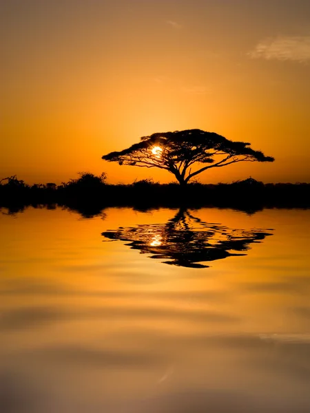 Árbol de acacia al amanecer — Foto de Stock