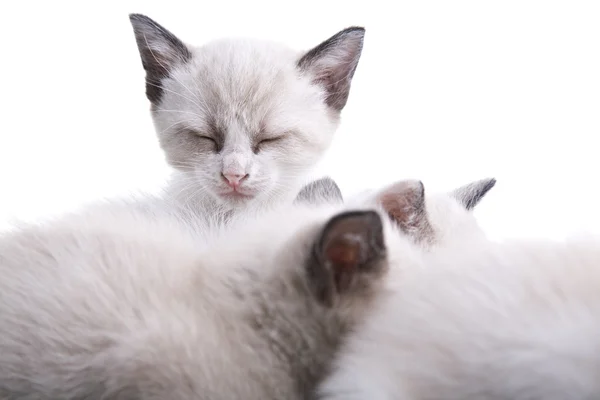 Uyuyan bebek kedi — Stok fotoğraf