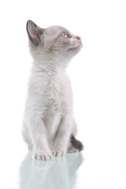 Bebek kedi yavrusu