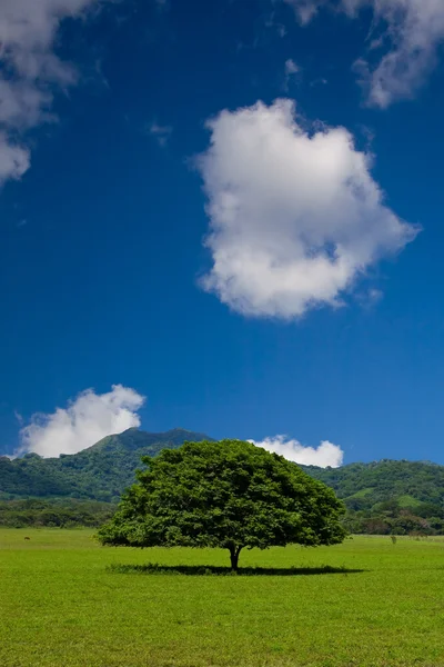 Baum — Stockfoto