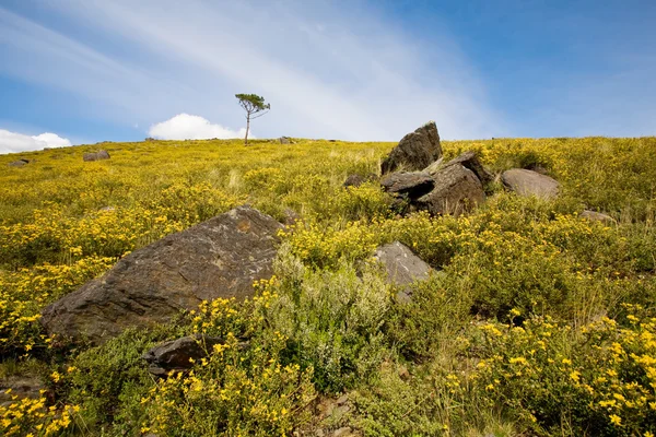 Wilde Landschaft — Stockfoto