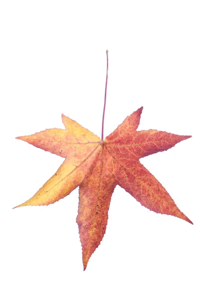 Leaf — Stock Photo, Image