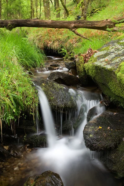 Creek — Stock Photo, Image