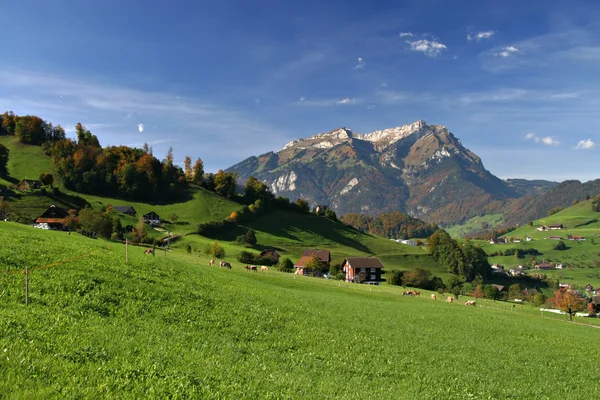 Grönt fält — Stockfoto