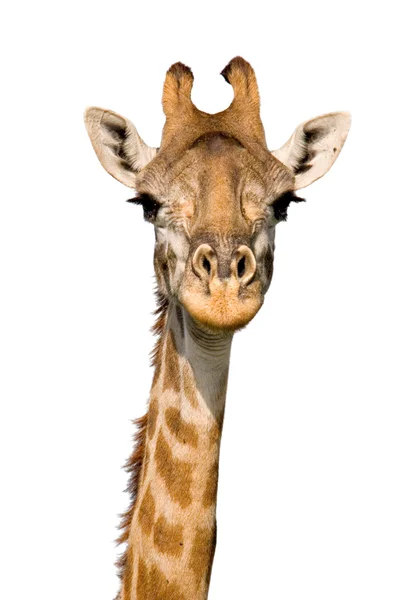 Massai-Giraffe — Stockfoto
