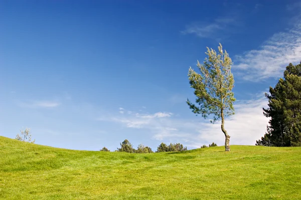 Дерево в зеленом поле — стоковое фото