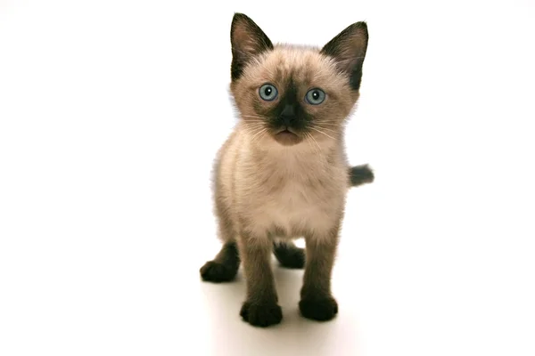 Pequeño gatito — Foto de Stock