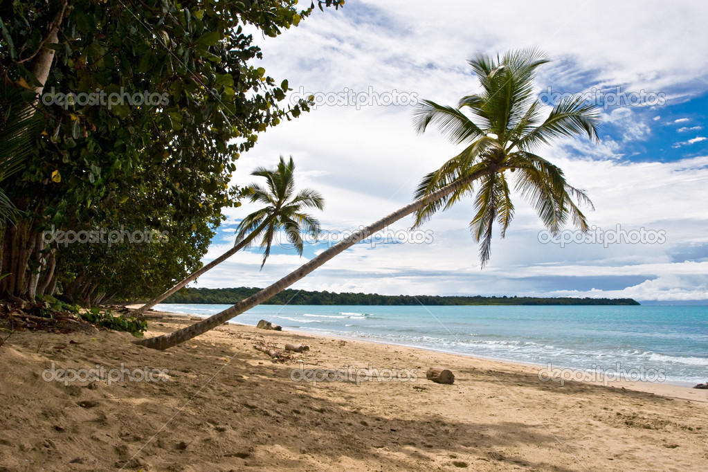 Tropical View