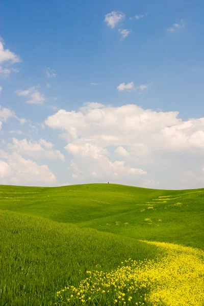 Bloemrijke Toscaanse landschap — Stockfoto