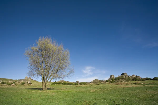 Einsamer Baum auf dem Land — Stockfoto