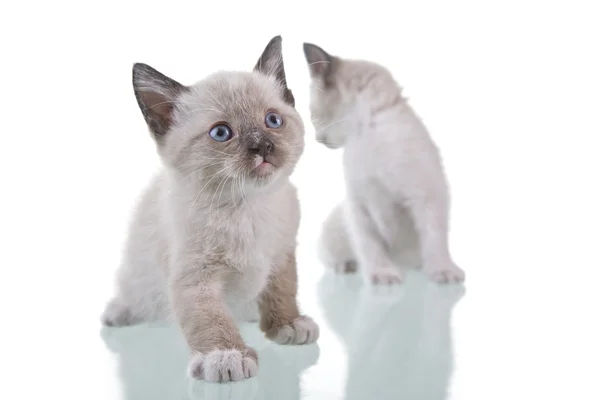 Bebek kedi yavrusu — Stok fotoğraf