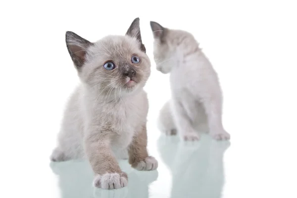 Baby Kitten — Stock Photo, Image