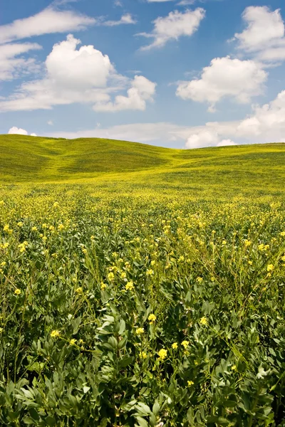 Paisaje florecido — Foto de Stock