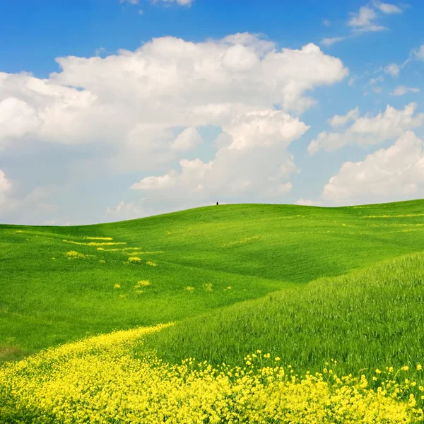 Blühende Landschaft — Stockfoto