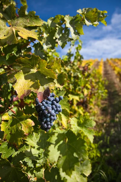 Port Wine Grapes — Stock Photo, Image