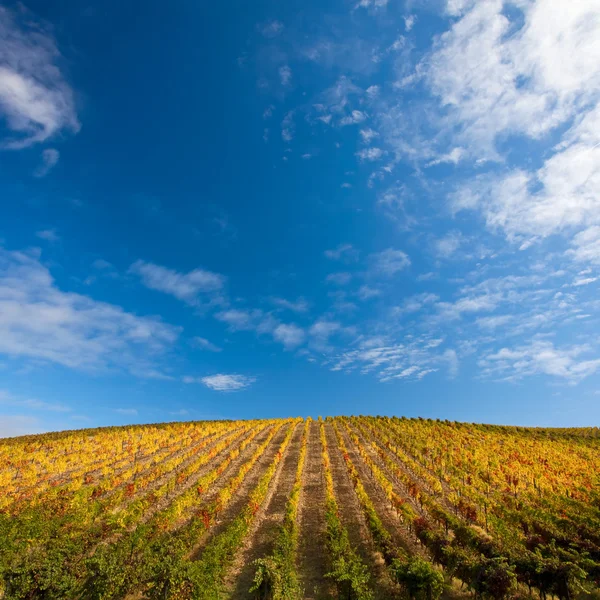 Vigneti del vino di Porto — Foto Stock