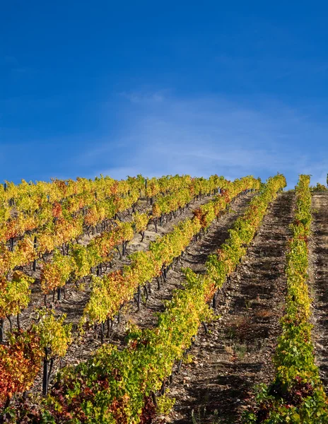 Портвейн вина виноградники — стокове фото