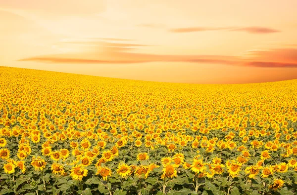 Campo de girassol — Fotografia de Stock