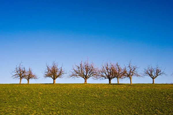 Bäume auf Grünland — Stockfoto