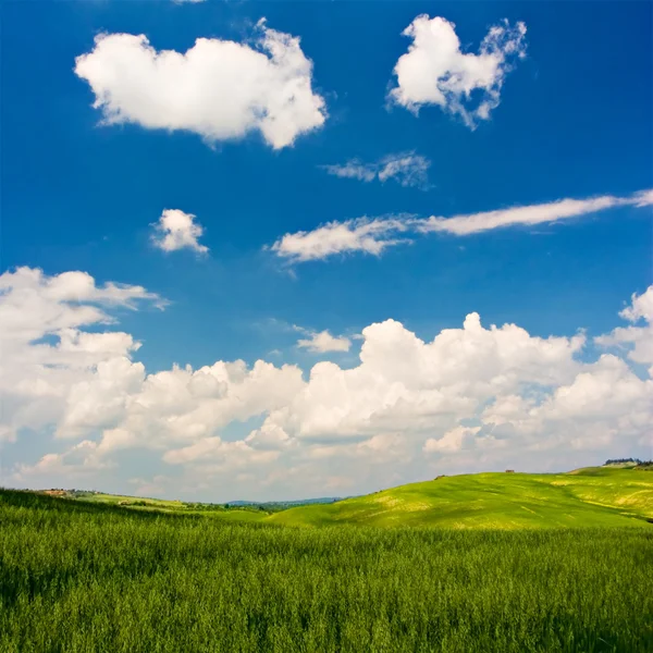 Blühende Landschaft — Stockfoto