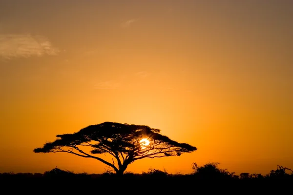 Akazienbaum bei Sonnenaufgang — Stockfoto