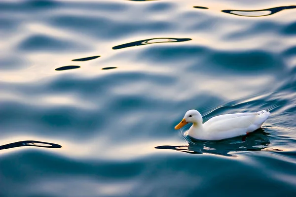 Swim — Stock Photo, Image