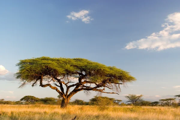 Африканський краєвид — стокове фото