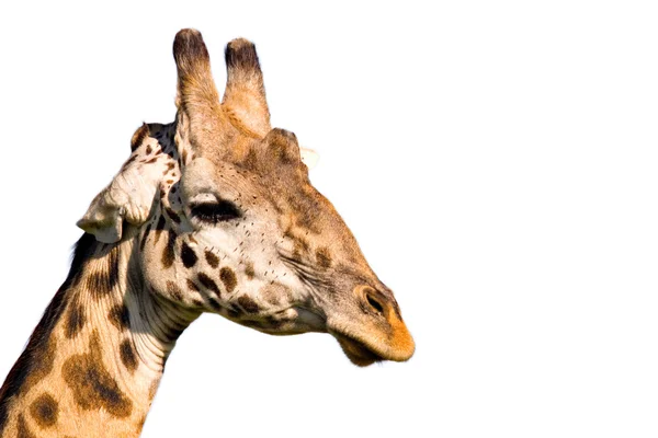 Žirafa profil — Stock fotografie