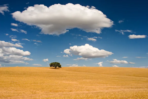 Summer Scene — Stock Photo, Image